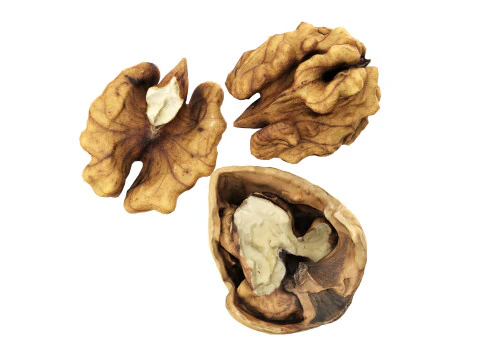 Walnut peeled 3D Model