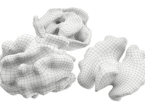 Walnut peeled 3Dモデル