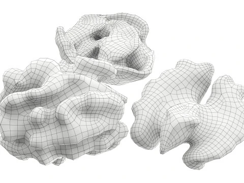 Walnut peeled 3D Model