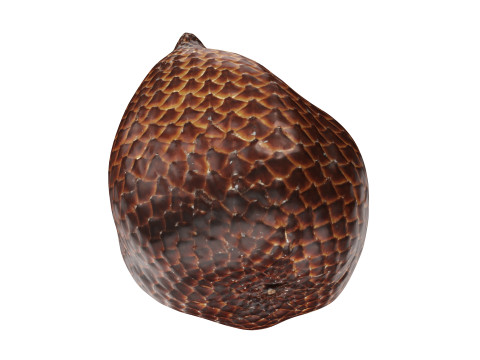Salak Snake fruit 3D Модель