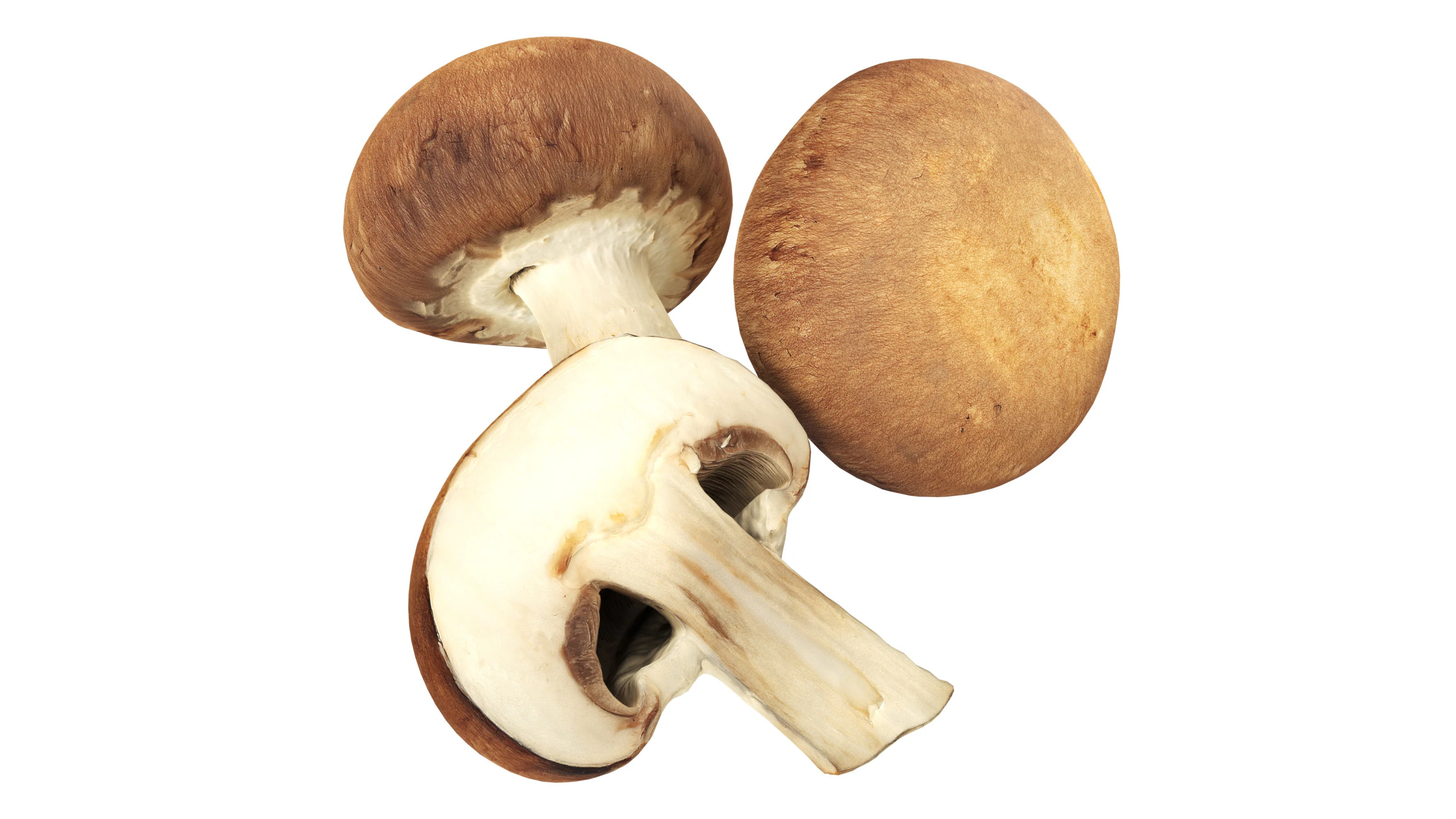 Brown cap mushrooms 3D Model .c4d .max .obj .3ds .fbx .stl .blend