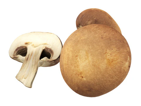 Brown cap mushrooms 3D Model