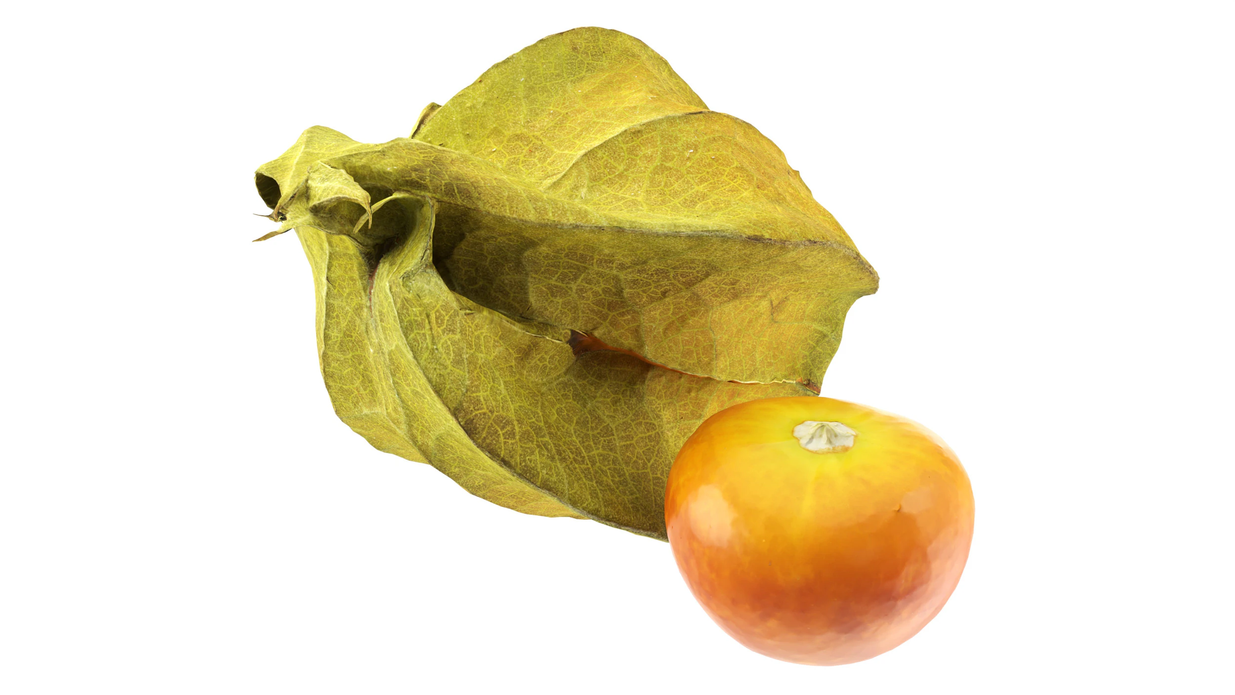 Physalis mirtillo dorato Modello 3D .c4d .max .obj .3ds .fbx .stl .blend 