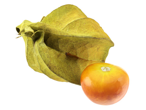 Physalis goldenberry 3D Model