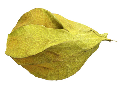 Physalis mirtillo dorato Modello 3D