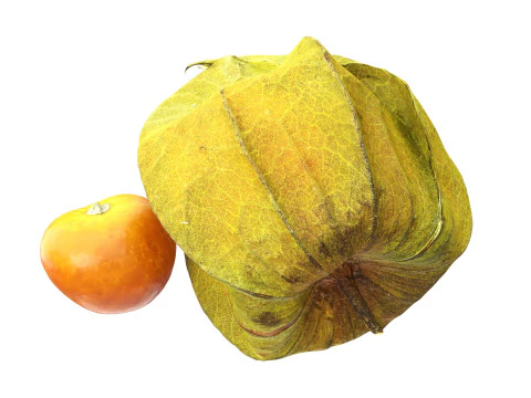 Physalis mirtillo dorato Modello 3D