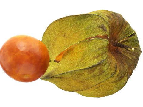 Physalis mirtillo dorato Modello 3D