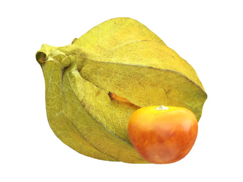 Physalis mirtillo dorato Modello 3D