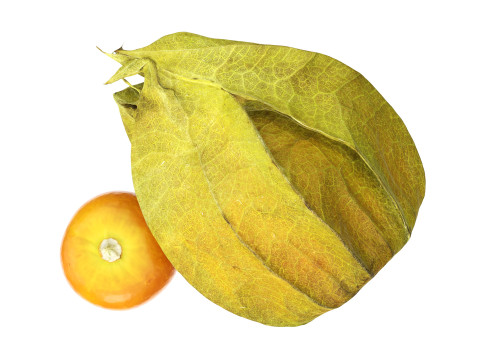 Physalis goldenberry Modello 3D