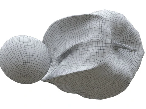 Physalis mirtillo dorato Modello 3D