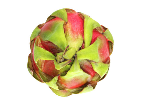 Pitaya Dragon fruit Model 3D