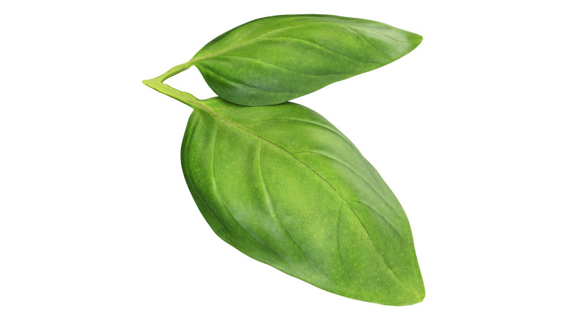 Basil leaves 3D मॉडल .c4d .max .obj .3ds .fbx .stl .blend 