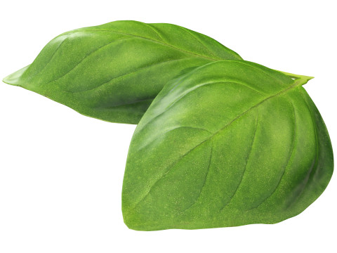 Basil leaves 3D मॉडल