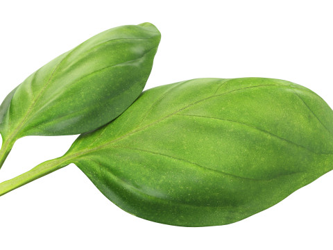 Basil leaves 3D मॉडल