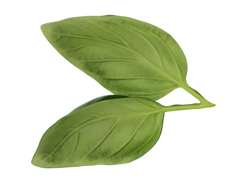 Basil leaves 3D मॉडल