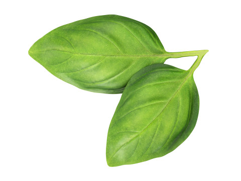 Basil leaves 3D मॉडल