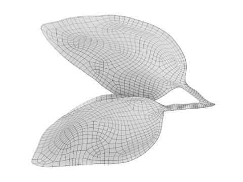 Basil leaves 3D मॉडल