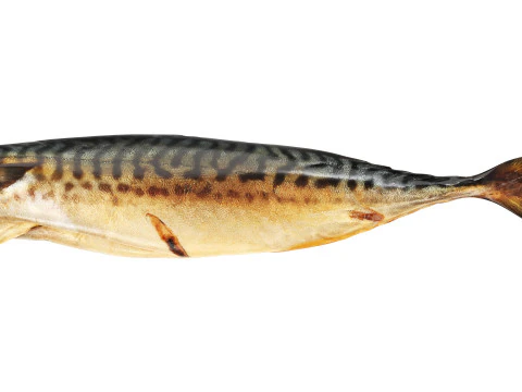 Gerookte makreel 3D Model