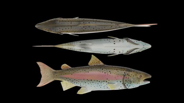 salmon 3D 模型 .c4d .max .obj .3ds .fbx .stl .blend 