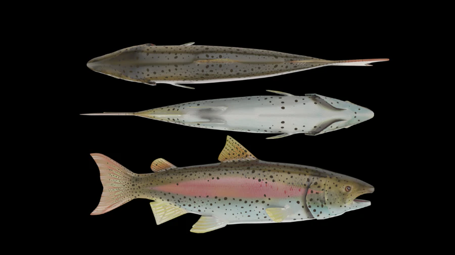 salmon 3D Model .c4d .max .obj .3ds .fbx .stl .blend 