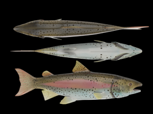 salmon 3D Модель