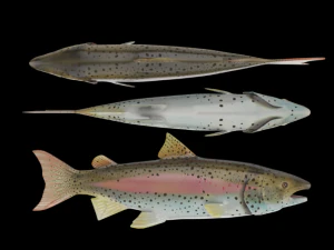 सैमन 3D मॉडल