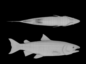 salmon 3D 模型