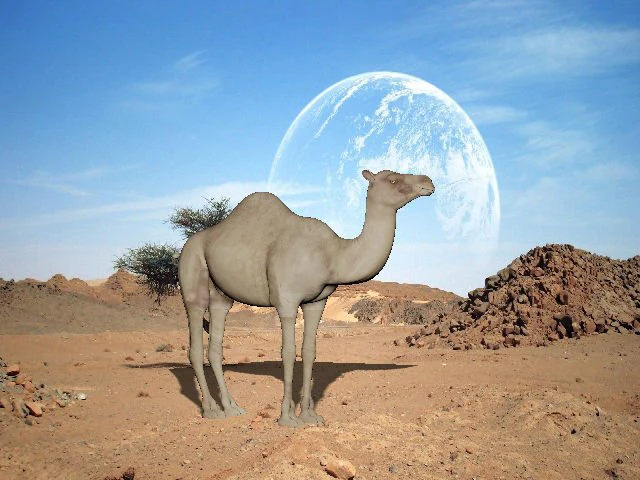 camel 3D Model .c4d .max .obj .3ds .fbx .stl .blend 