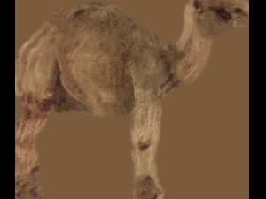 camel Modello 3D
