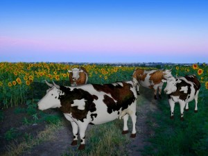 Cow 3D Model
