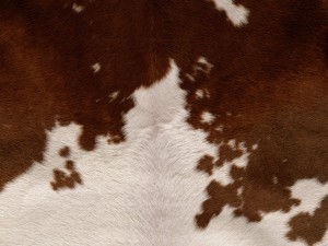 Cow 3D Model