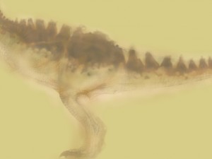 Dinosaur Model 3D
