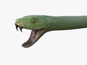 groene slang 3D Model