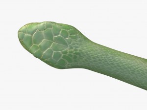 green snake 3D Model