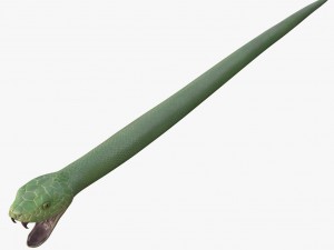 green snake 3D Model