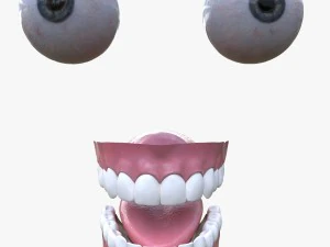 Augen und Z&auml;hne 3D Modell