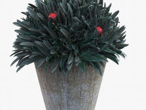 plant in a pot 3D Model
