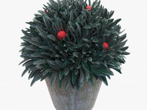 plant in a pot Model 3D