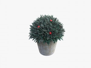 plant in a pot Model 3D
