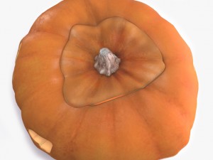 pumpkin Model 3D