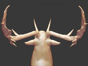 fallowdeerhead 3D Print Model