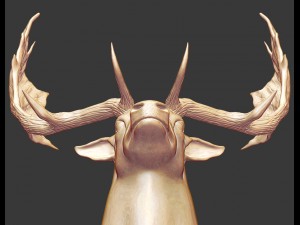 fallowdeerhead 3D-printmodel