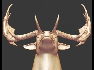 fallowdeerhead 3D Print Model