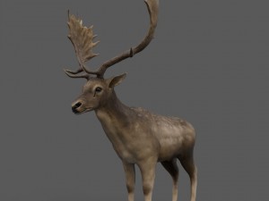 fallow deer 3D Model
