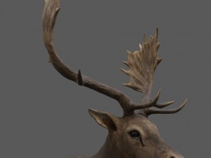 fallow deer 3D Model