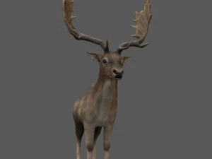 fallow deer 3D Model
