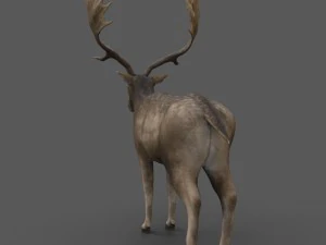 fallow deer 3D Model