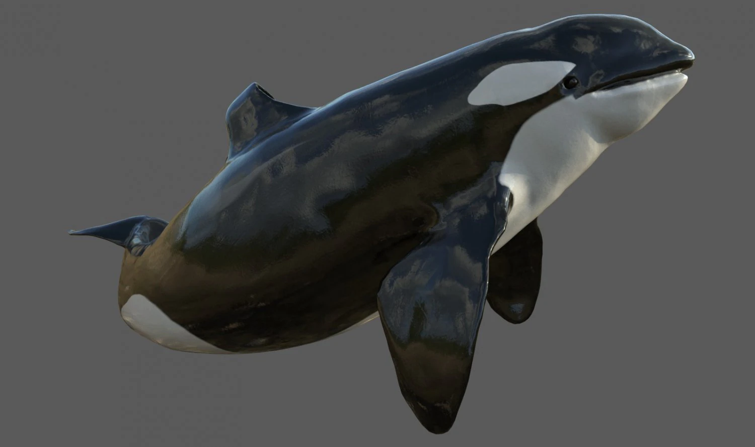 killer whale rigged 3D Model .c4d .max .obj .3ds .fbx .stl .blend 