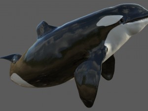 killer whale rigged 3D Model