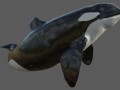 Killer Whale Rigged 3D Model